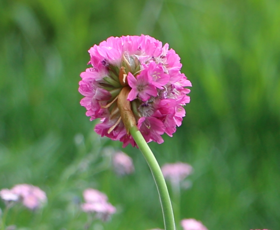 アルメリア 季節の花 ヒョロッと伸びた長い茎が個性的 イパネマおやじ イパネマおやじ ハーブとバラ 育てる楽しさは１株から心と風景が豊かになる夢の時間