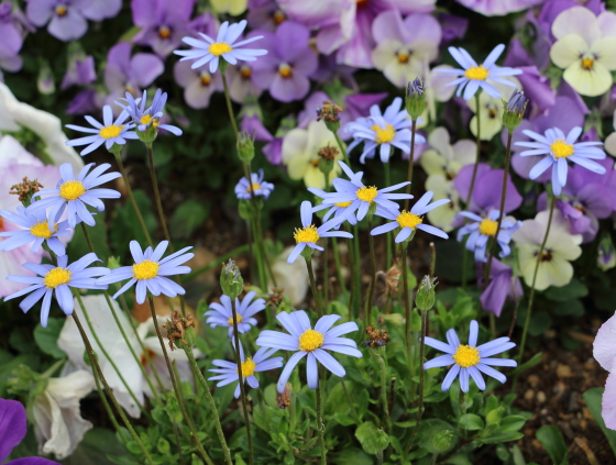 ブルーデージーはキク科の草花