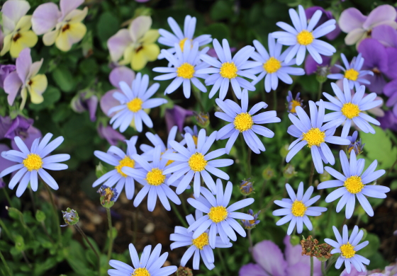 ブルーデージーは青色の花