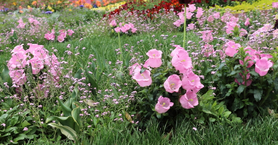 カンパニュラ 季節の花 花名は鐘に似た花姿から イパネマおやじ イパネマおやじ ハーブとバラ 育てる楽しさは１株から心と風景が豊かになる夢の時間