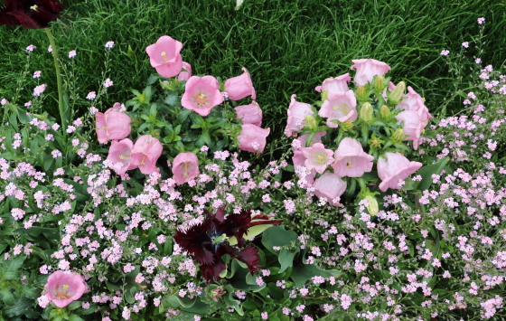 カンパニュラ 季節の花 花名は鐘に似た花姿から イパネマおやじ イパネマおやじ ハーブとバラ 育てる楽しさは１株から心と風景が豊かになる夢の時間