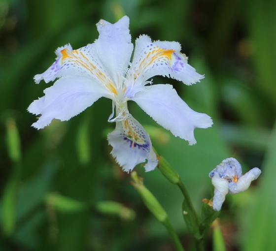 シャガ 季節の花 雑草にも勝るたくましいアヤメ科の花 イパネマおやじ イパネマおやじ ハーブとバラ 育てる 楽しさは１株から心と風景が豊かになる夢の時間