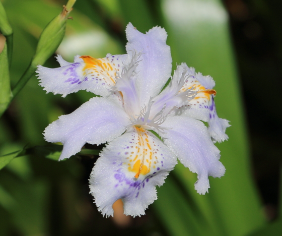 シャガはアヤメ科の花