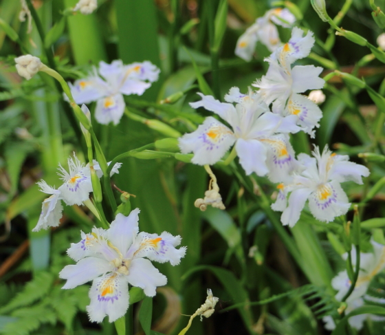 シャガは白紫色の花