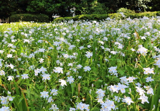 シャガは生育旺盛な植物