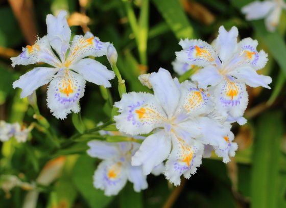 シャガ 季節の花 雑草にも勝るたくましいアヤメ科の花 イパネマおやじ イパネマおやじ ハーブとバラ 育てる 楽しさは１株から心と風景が豊かになる夢の時間