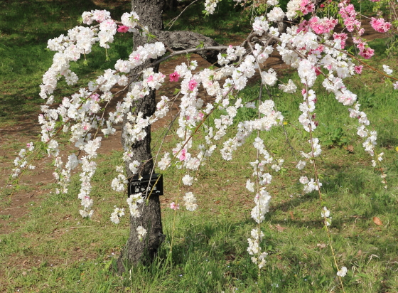 源平枝垂れはモモの園芸品種