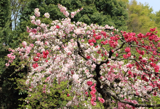 源平枝垂れ ハナモモ 季節の花 赤色や白色そして斑入りなど競い合って咲く イパネマおやじ イパネマおやじ ハーブとバラ 育てる楽しさは１株から心と風景が豊かになる夢の時間