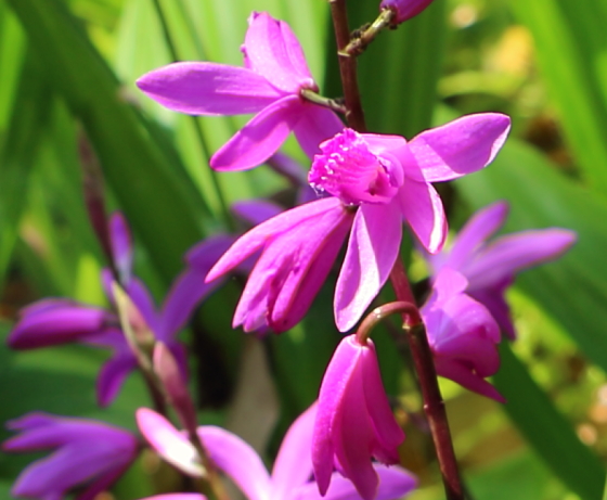 シランは紫色の花