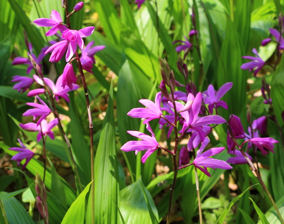 シラン ハーブ種苗-紫色の花が一般的だが白・黄色系もある|イパネマ