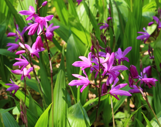 シラン ハーブ種苗 紫色の花が一般的だが白 黄色系もある イパネマおやじ イパネマおやじ ハーブ とバラ 育てる楽しさは１株から心と風景が豊かになる夢の時間