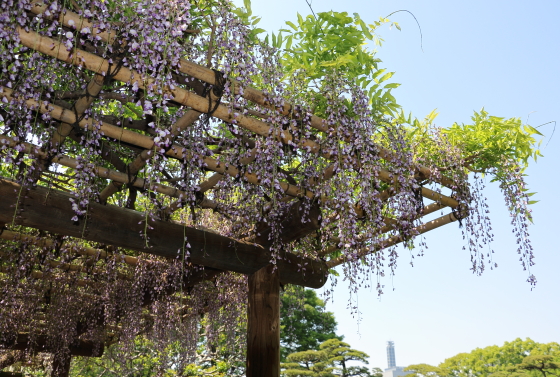 東御苑の藤の花