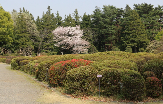 桜とつつじ