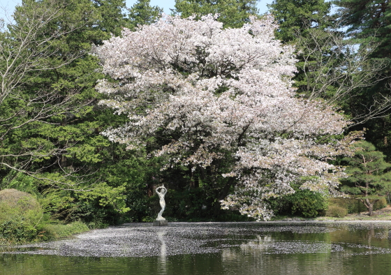 池には花筏ができている