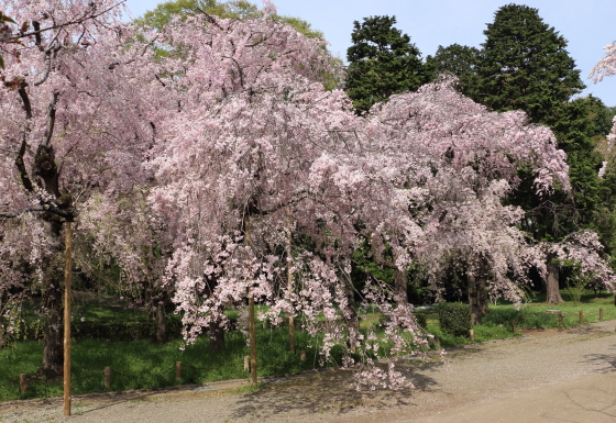 今が見頃の桜