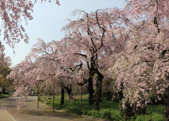 枝垂桜はまだ満開です