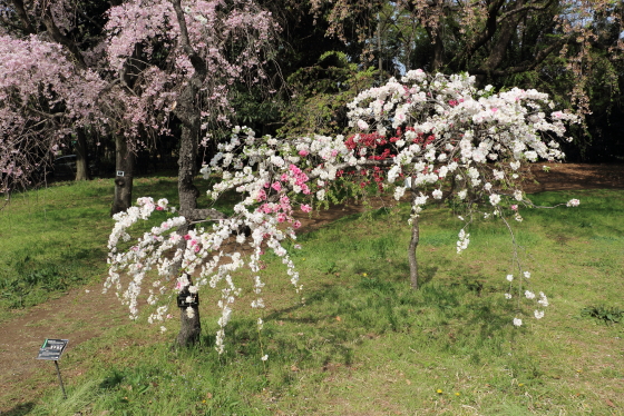 桃の花も咲いていた