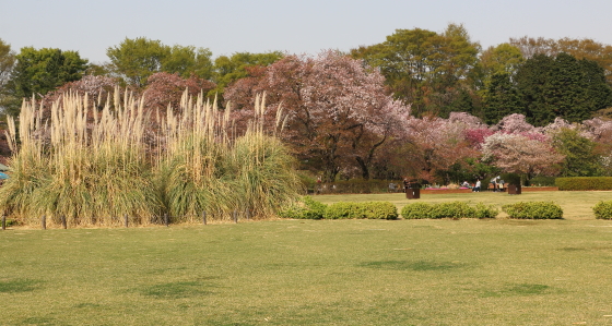 大広場の桜とススキ