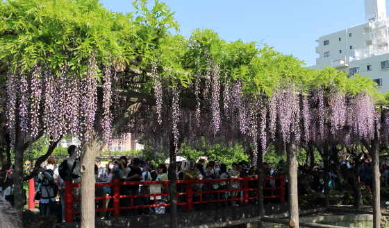 亀戸天神社の藤の花　見事です