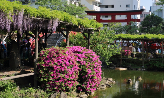 亀戸天神社の藤棚