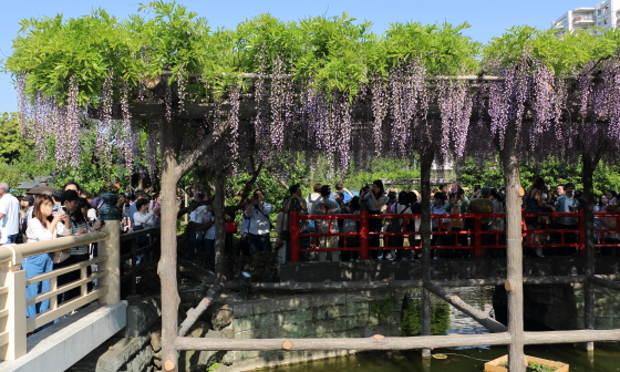 äºæ¸å¤©ç¥ç¤¾ã®è¤ã®è±