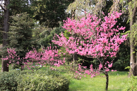 キクモモ 菊桃 季節の花 キクの花に似た派手な花姿 イパネマおやじ イパネマおやじ ハーブとバラ 育てる楽しさは１株から心と風景が豊かになる夢の時間