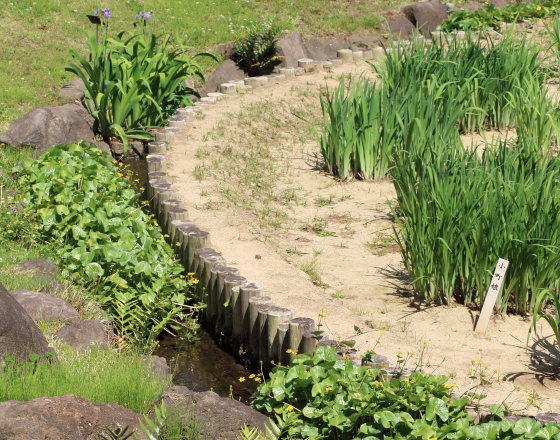 皇居東御苑　アヤメの苗が植えつけてある