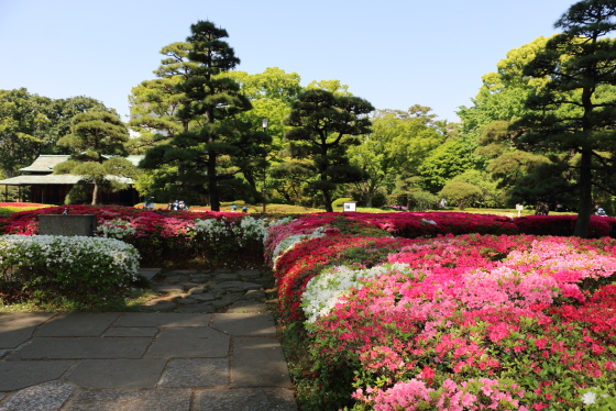 皇居東御苑の風景　ツツジが満開です