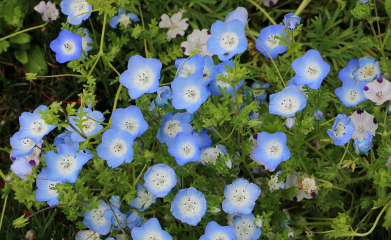 ネモフィラ 季節の花 秋にタネまきすると春に開花する草花 イパネマおやじ イパネマおやじ ハーブとバラ 育てる楽しさは１株から 心と風景が豊かになる夢の時間