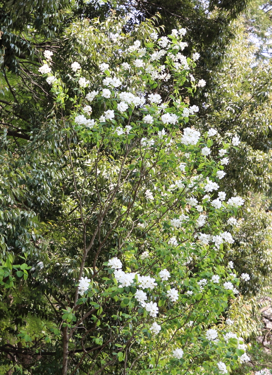 リキュウバイ 利休梅 季節の花 丸く可愛らしい蕾は真珠のような花形 イパネマおやじ イパネマおやじ ハーブとバラ 育てる 楽しさは１株から心と風景が豊かになる夢の時間