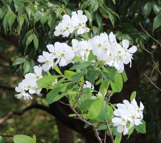 リキュウバイ 利休梅 季節の花 丸く可愛らしい蕾は真珠のような花形 イパネマおやじ イパネマおやじ ハーブとバラ 育てる 楽しさは１株から心と風景が豊かになる夢の時間