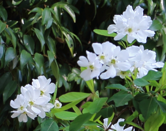 リキュウバイ 利休梅 季節の花 丸く可愛らしい蕾は真珠のような花形 イパネマおやじ イパネマおやじ ハーブとバラ 育てる 楽しさは１株から心と風景が豊かになる夢の時間