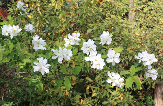 リキュウバイは白色の花を咲かせる