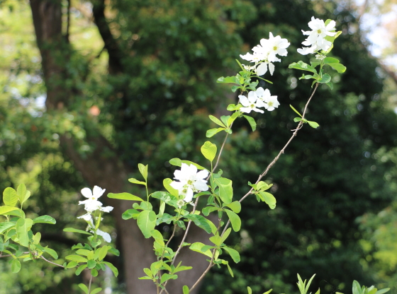 リキュウバイ 利休梅 季節の花 丸く可愛らしい蕾は真珠のような花形 イパネマおやじ イパネマおやじ ハーブとバラ 育てる 楽しさは１株から心と風景が豊かになる夢の時間