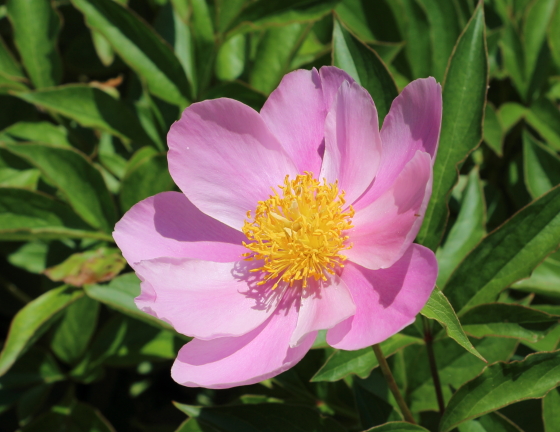 シャクヤクはボタン科の花です