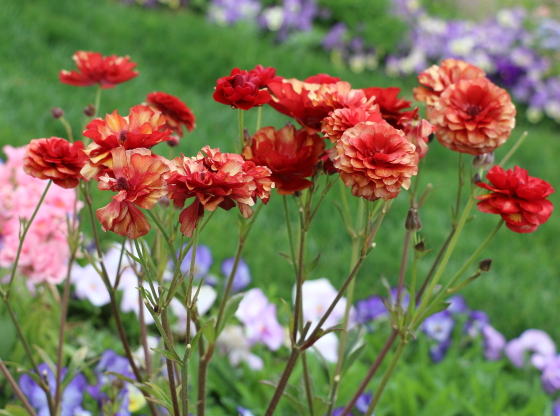 ラナンキュラスはキンポウゲ科の草花