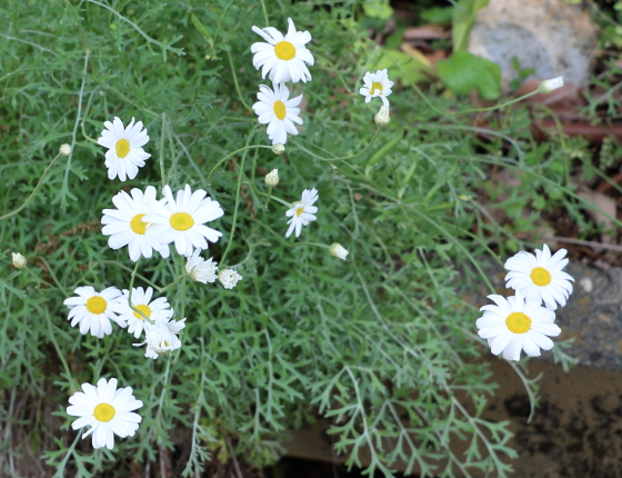 白色の花を咲かせる