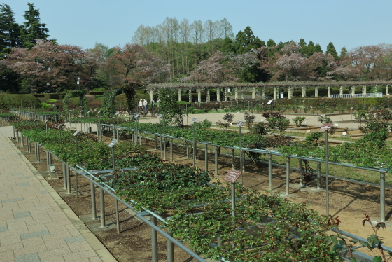 見事に手入れされたバラ園