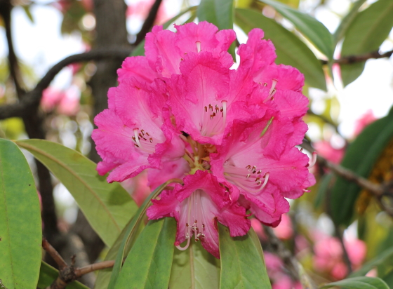 ツツジ科ツツジ属の花木