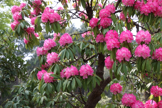 桜狩は常緑広葉中木です