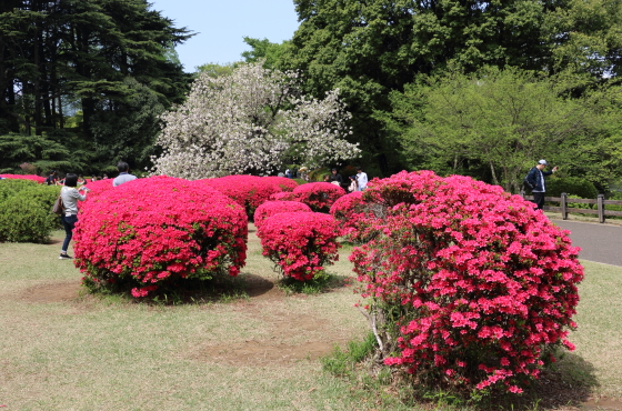 ツツジの花は原色が多い