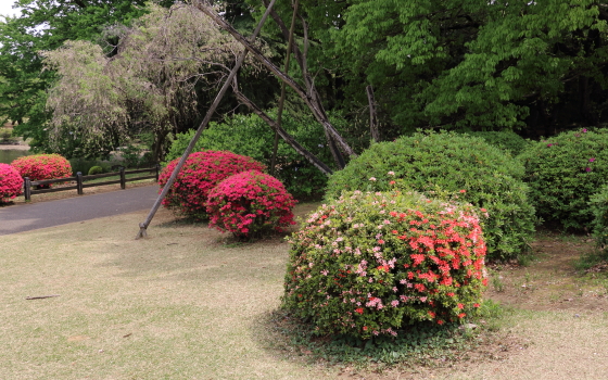 ツツジの鮮やかな花色