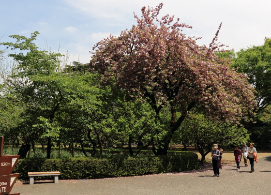 八重桜が咲いている