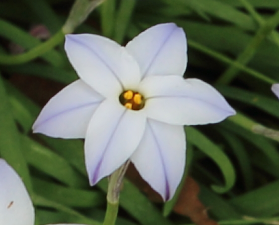 ハナニラ 花韮 季節の花 春に咲く藤青色の可憐な草花 イパネマおやじ イパネマおやじ ハーブとバラ 育てる楽しさは１株から心と風景が豊かになる夢の時間