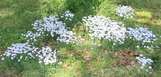 ハナニラは球根植物