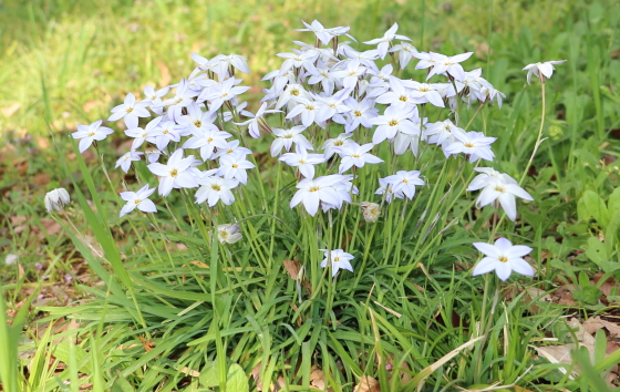 ハナニラ 花韮 季節の花 春に咲く藤青色の可憐な草花 イパネマおやじ イパネマおやじ ハーブとバラ 育てる楽しさは１株から心と風景が豊かになる夢の 時間