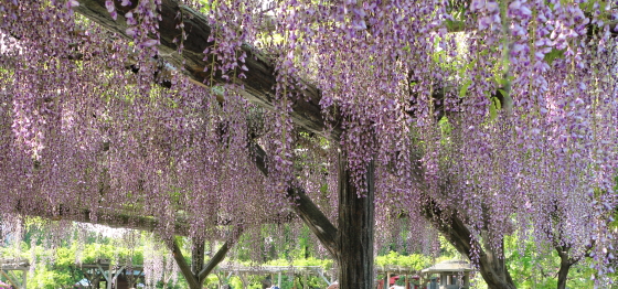 藤の花も満開が近い