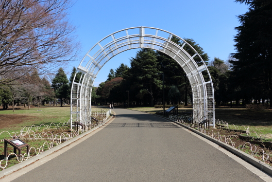 代々木公園のバラ園