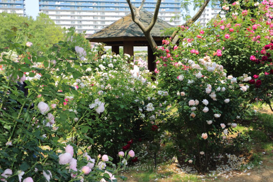 春の京成バラ園の風景