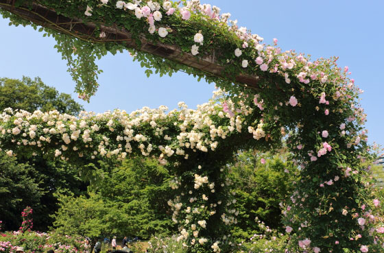 春の京成バラ園の風景